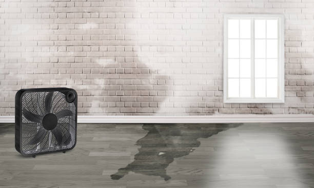 Best Professional water damage repair  in Woods Hole, MA